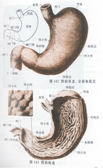 中西結合科開(kāi)創(chuàng  )難治性胃病中醫特色治療方法